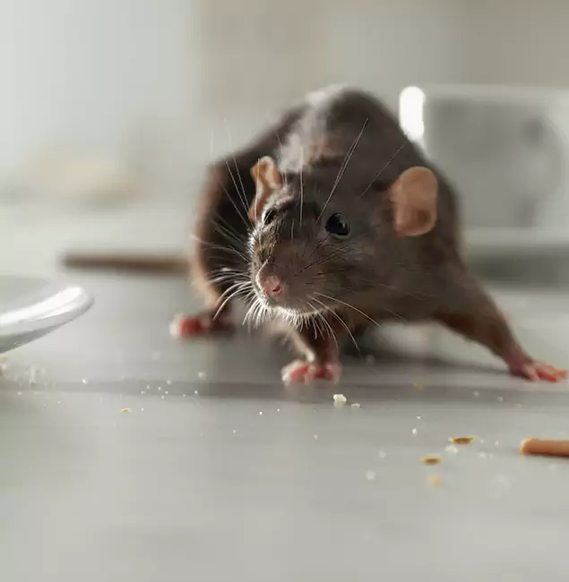 Why Ann Arbor Homeowners Choose Ann Arbor Pest Control Pros for Mice Control?