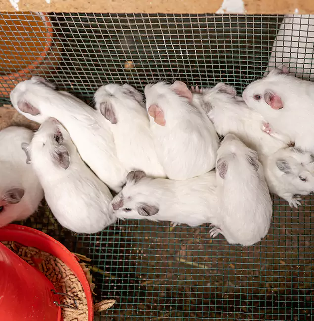 Why Ann Arbor Pest Control Pros Is the Trusted Choice in Ann Arbor, MI?