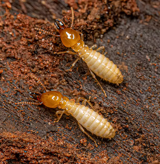 Why Choose Ann Arbor Pest Control Pros for Termite Treatment Without Tenting in Ann Arbor, MI?
