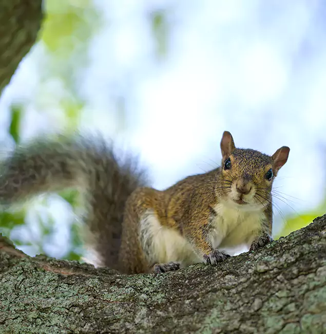 Why Ann Arbor, MI Relies on Ann Arbor Pest Control Pros for Squirrel Pest Control?