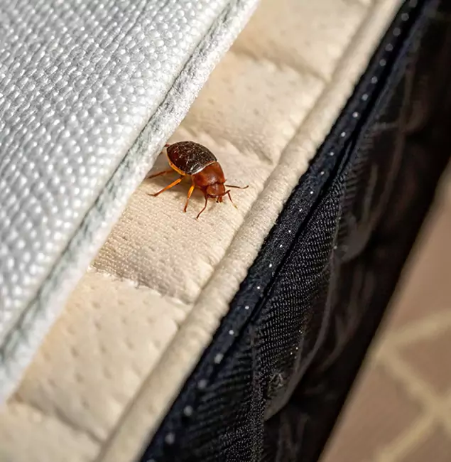 Why Ann Arbor Homeowners Trust Ann Arbor Pest Control Pros for Tick Treatment?