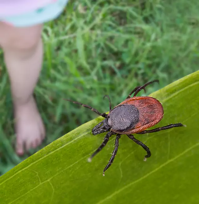 Why Ann Arbor Homeowners Choose Ann Arbor Pest Control Pros for Tick Extermination?