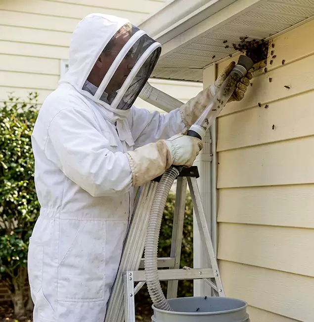 Why Ann Arbor Trusts Ann Arbor Pest Control Pros for Wasp Control?