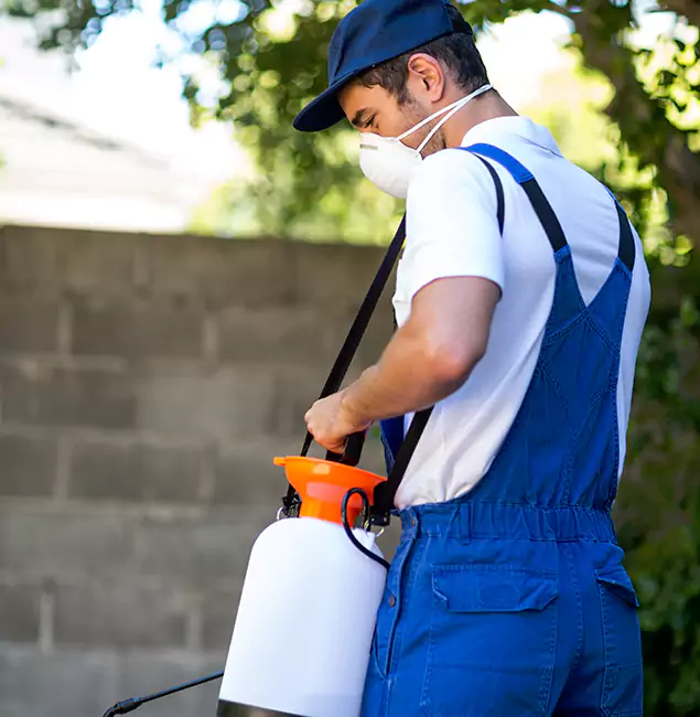 Why Ann Arbor Pest Control Pros Is the Right Choice for Yellow Jacket Removal in Ann Arbor, MI?