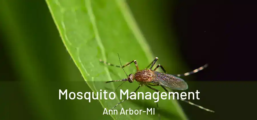  Mosquito Management Ann Arbor-MI