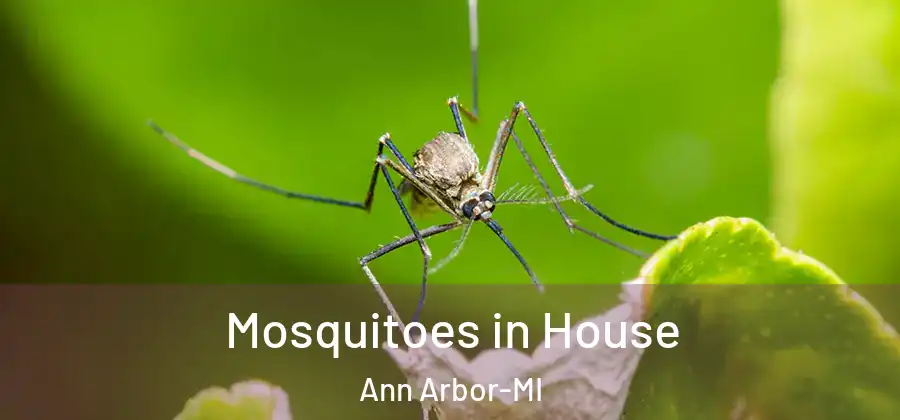  Mosquitoes in House Ann Arbor-MI