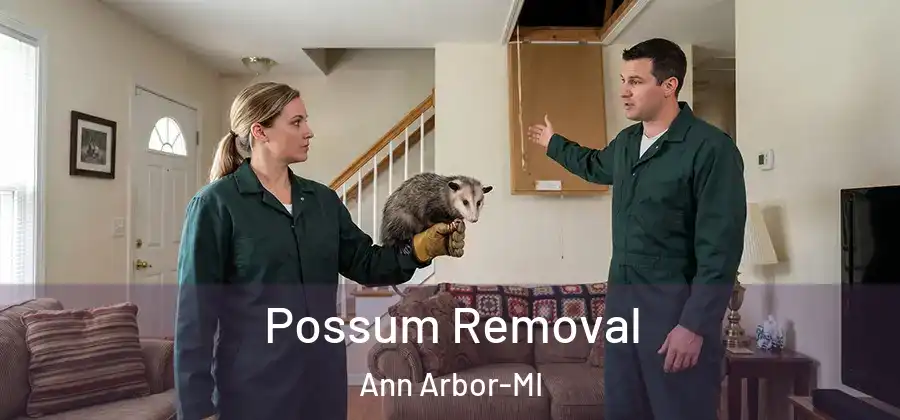 Possum Removal Ann Arbor-MI