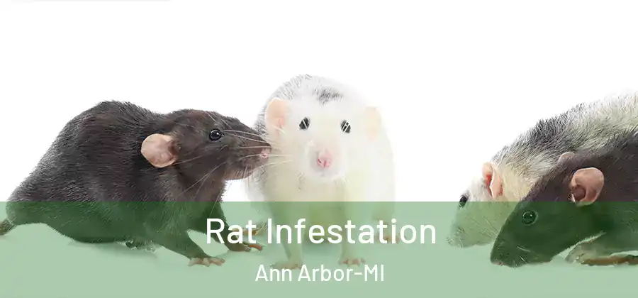  Rat Infestation Ann Arbor-MI