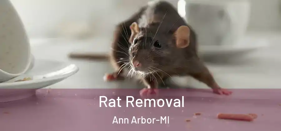 Rat Removal Ann Arbor-MI