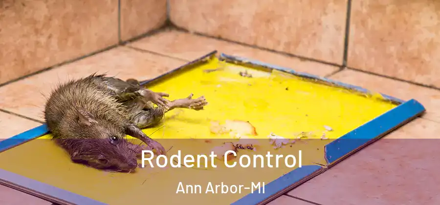 Rodent Control Ann Arbor-MI