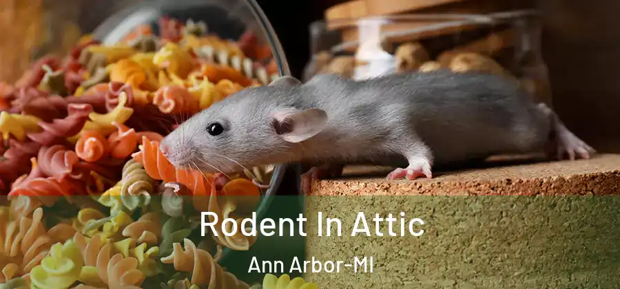 Rodent In Attic Ann Arbor-MI