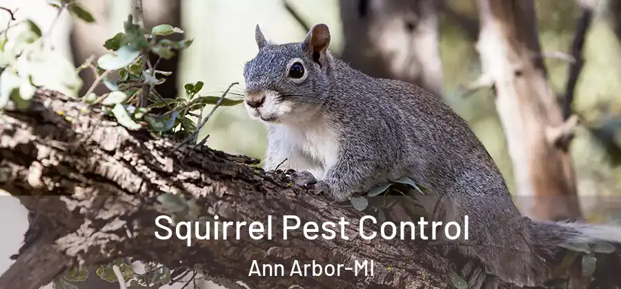 Squirrel Pest Control Ann Arbor-MI