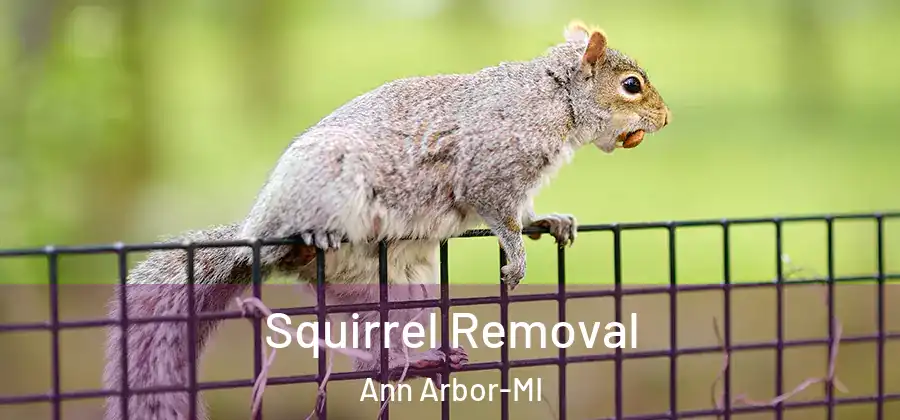 Squirrel Removal Ann Arbor-MI